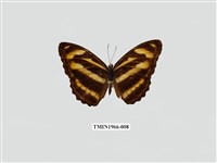 藏品(雙色帶蛺蝶)的圖片